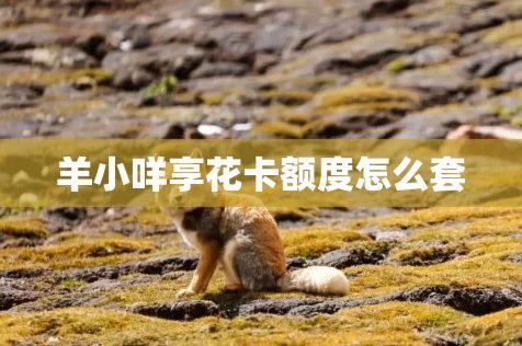 羊小咩充值指南：轻松搞定