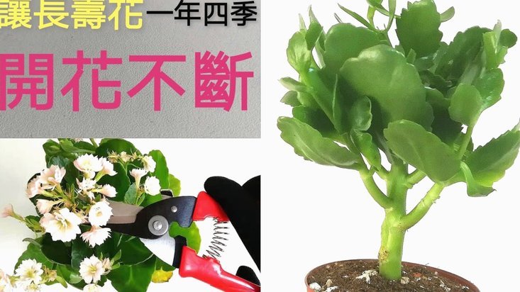 花呗使用平台 出来多久还款
