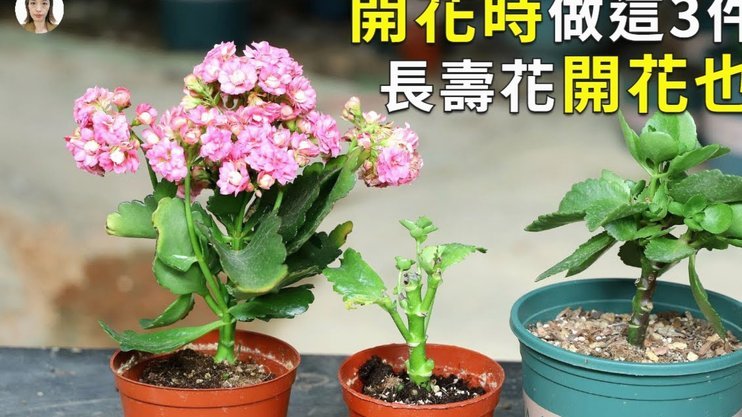 羊小咩享花卡套现成本知多少
