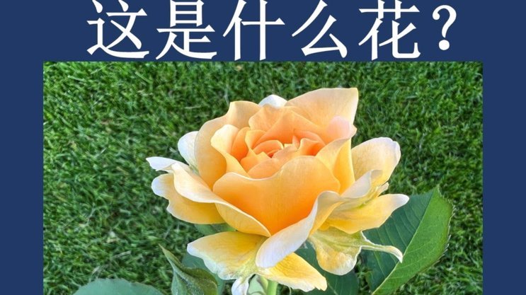 花呗现象 平台有哪些