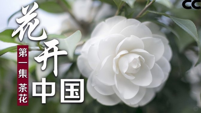 携程积分转去花提现实际能拿多少点