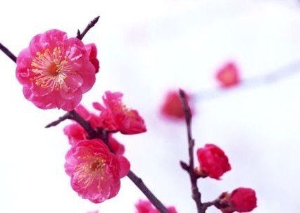 花呗陷阱：消费与债务的困境