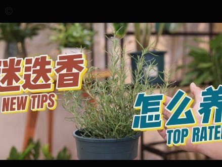 花呗账单能删除吗？方法、风险全解析