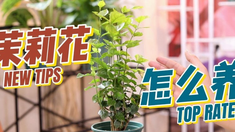 怎么套拿去花