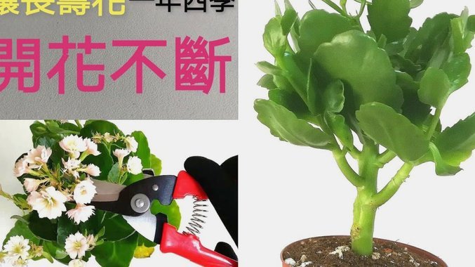 花呗分期套现陷阱揭秘