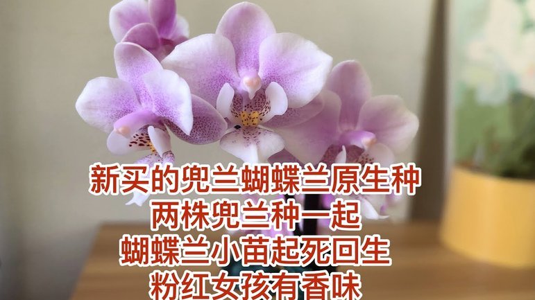 花呗分期付款怎么套现